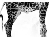 Animal Bodies B&W Giraffe -- 5x7 - Surreal - Fine Art Photograph Wall Print Porcupine Jellyfish Black and White Autumn Fall