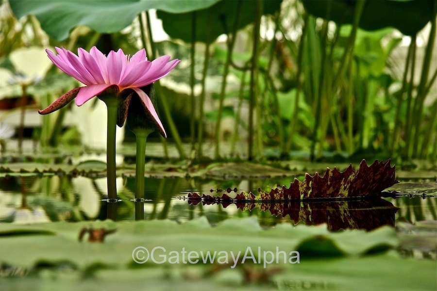 Pink Flower Print, Water Lily Photo, Fine Art Photograph, Nature Photo, Flower Photograph, Spring Photography - Double Matted Signed Print