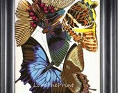 BUTTERFLY PRINT 8x10 Botanical Art Print 2 Beautiful Antique Large and Detailed Blue Yellow Butterflies Summer Garden Home Nature Decoration