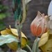 Tole Flower Chandelier with tulips around 1940