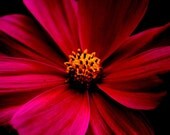 Cosmos Bipinnatus -Pink Wildflower- Garden Photography- Dark- Color Print 11x14- Home & Office Decor