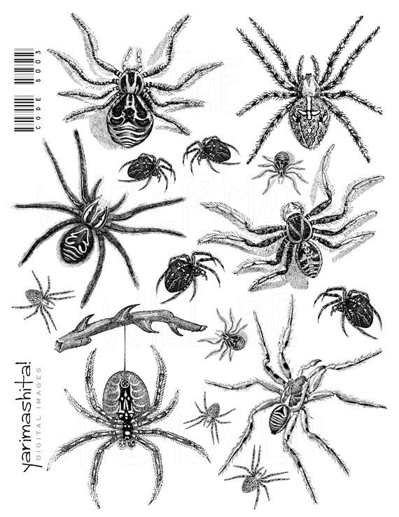 Halloween Spider decoration Black and White arachnids Digital sheet images Scrapbook Decoupage Book scan Download printable 8.5"x11"  /s003