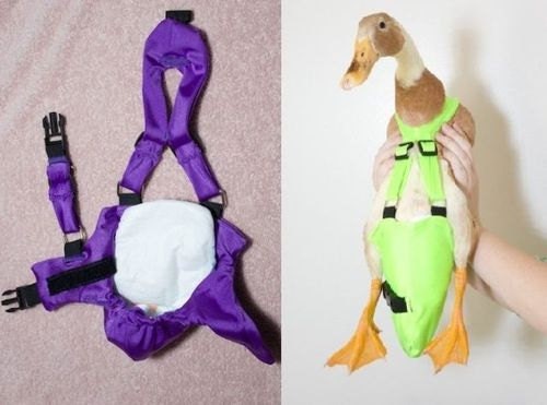 Made-to-Order OPEN TAIL Diaper Harness for Pet Ducks, Chickens, & Geese