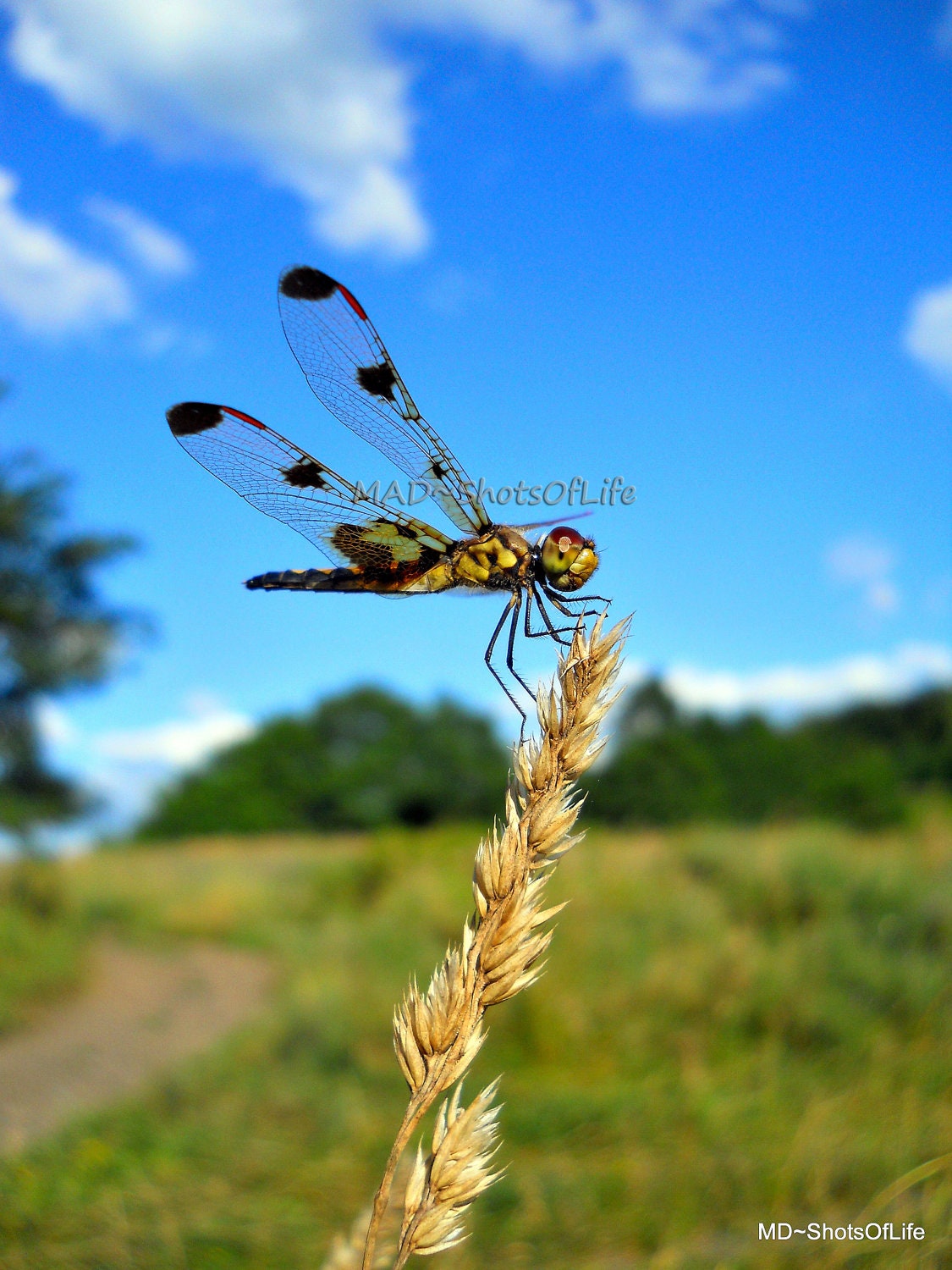 Nature Photography - Dragonfly - Picture - Macro - 8x10 Blue sky over the green meadow - Fine Art Photography - Home Decor