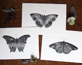 Butterfly art - Wild Garden Collection - Three 5x7 prints