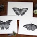 Butterfly art - Wild Garden Collection - Three 5x7 prints