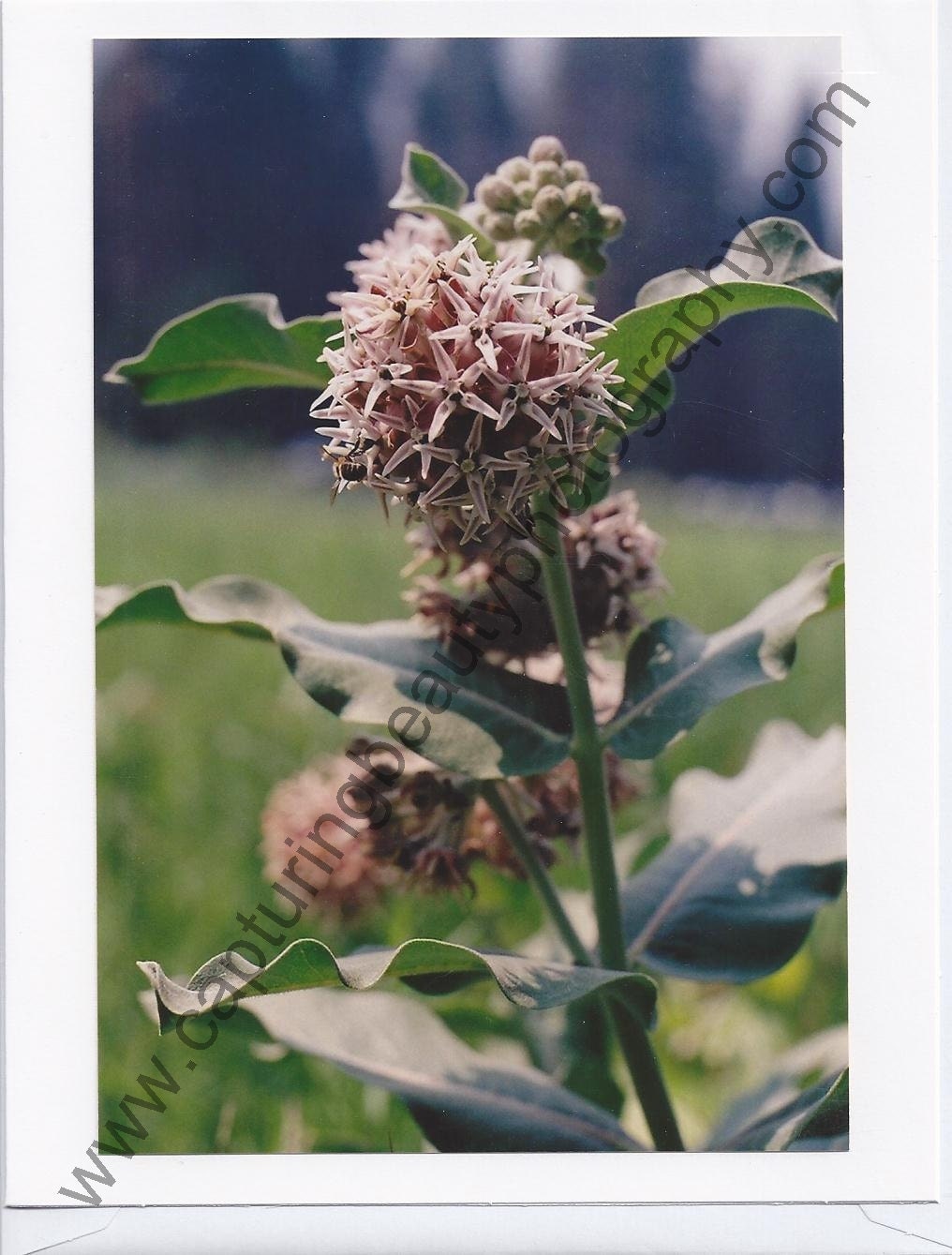 Pink Flower Greeting Card