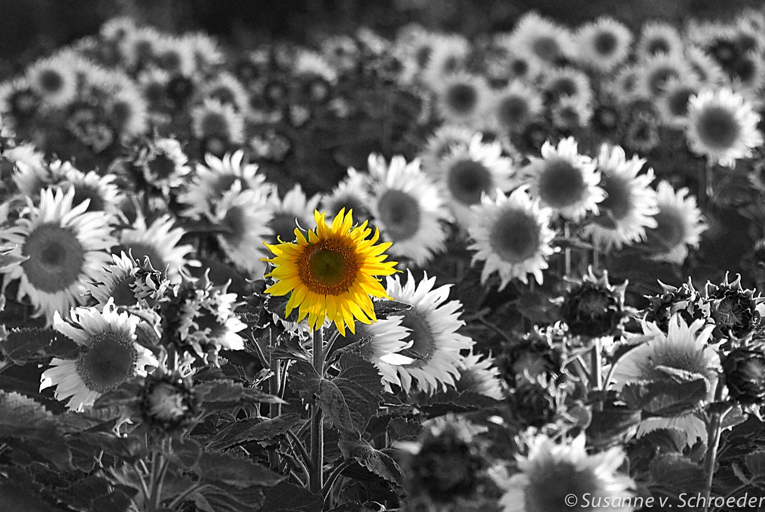 Sunflower Photos, Set of 3 Photo Cards, Flower Photography, Yellow, Summer, Daisies, Bright and Cheerful, Home Decor, Gardener