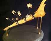 Dissected Deer Jaw with "Exploded Teeth" Mount Taxidermy Oddities