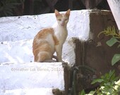 Greece Photography - Cat on White Stairs - Greece - Wall Decor - Mediterranean Fine Art Print