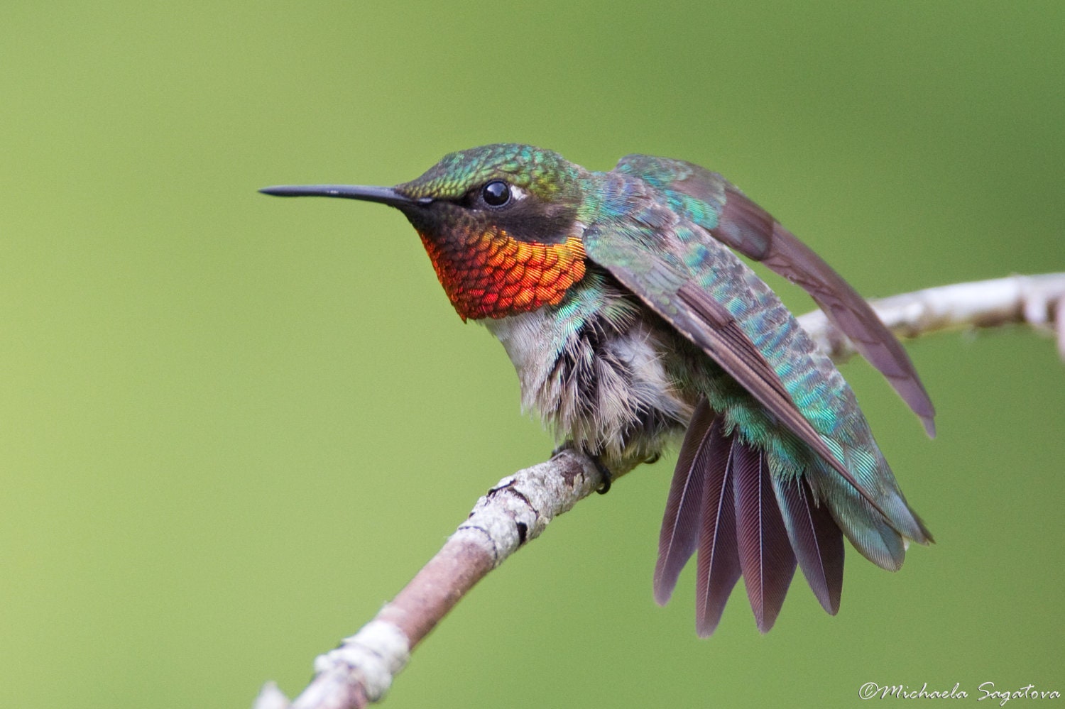 Ruby-throated Hummingbird - BIRD Wildlife Photography, Fine Art  WATERCOLOUR Paper Giclée Print,8"x12"' no frame