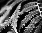 8x8 Black and White. Nature Photography. Fern Leaf Macro. Forest Closeup. Metallic. 8" x 8" square. fine art photograph.