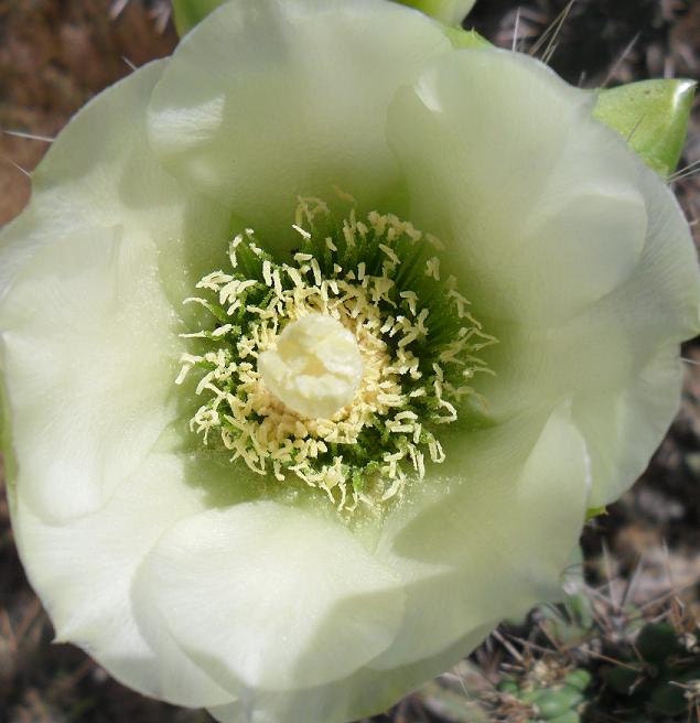 Winter Hardy Shrub Cactus White Blooms With Dark Green Centers
