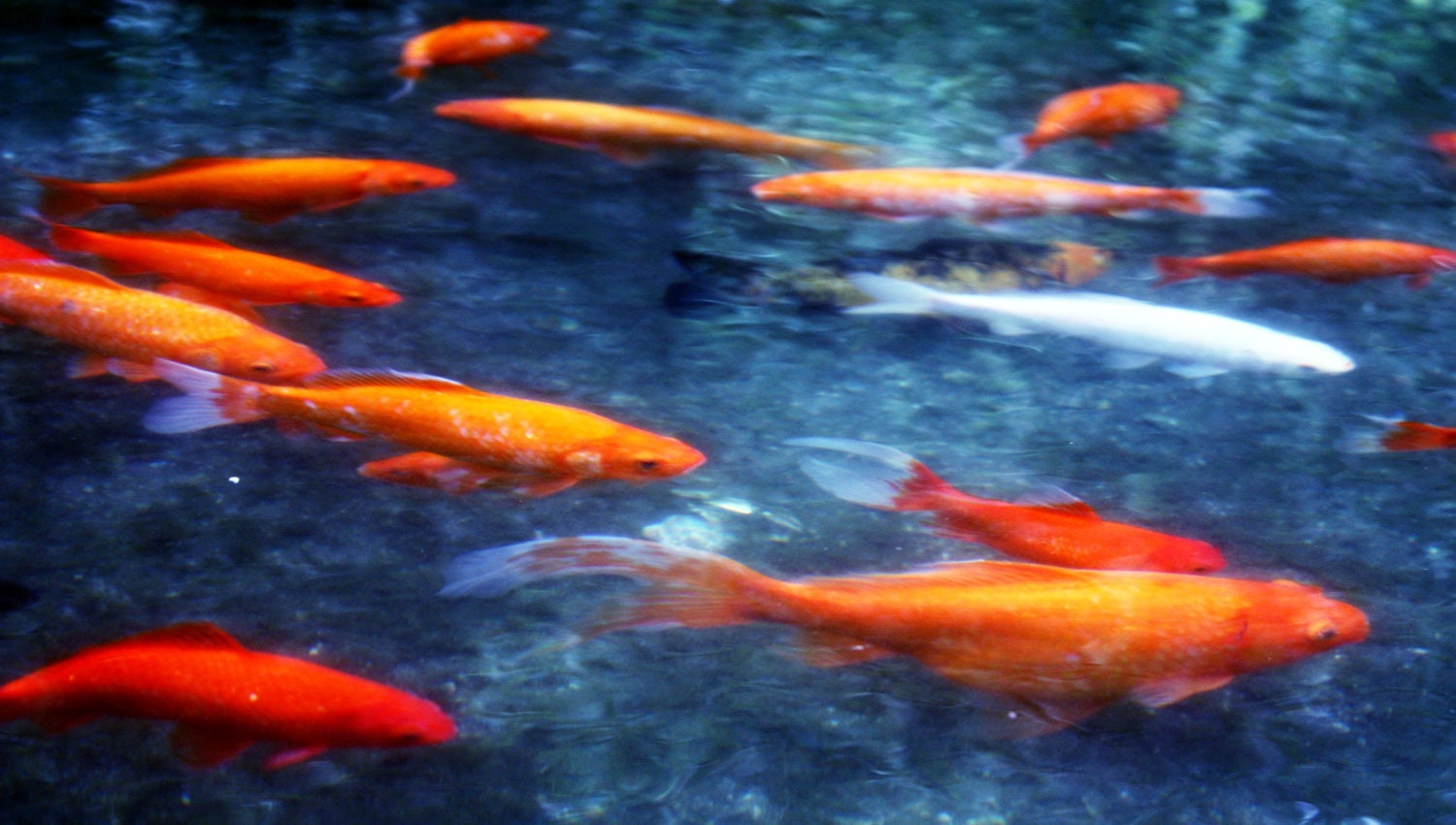 Koi Fish Pond Photo, 11x14 Print, Orange, Blue, Tropical Fish, Colorful Wall Art, Unique Gift, Affordable Home Decor, Large Wall Art