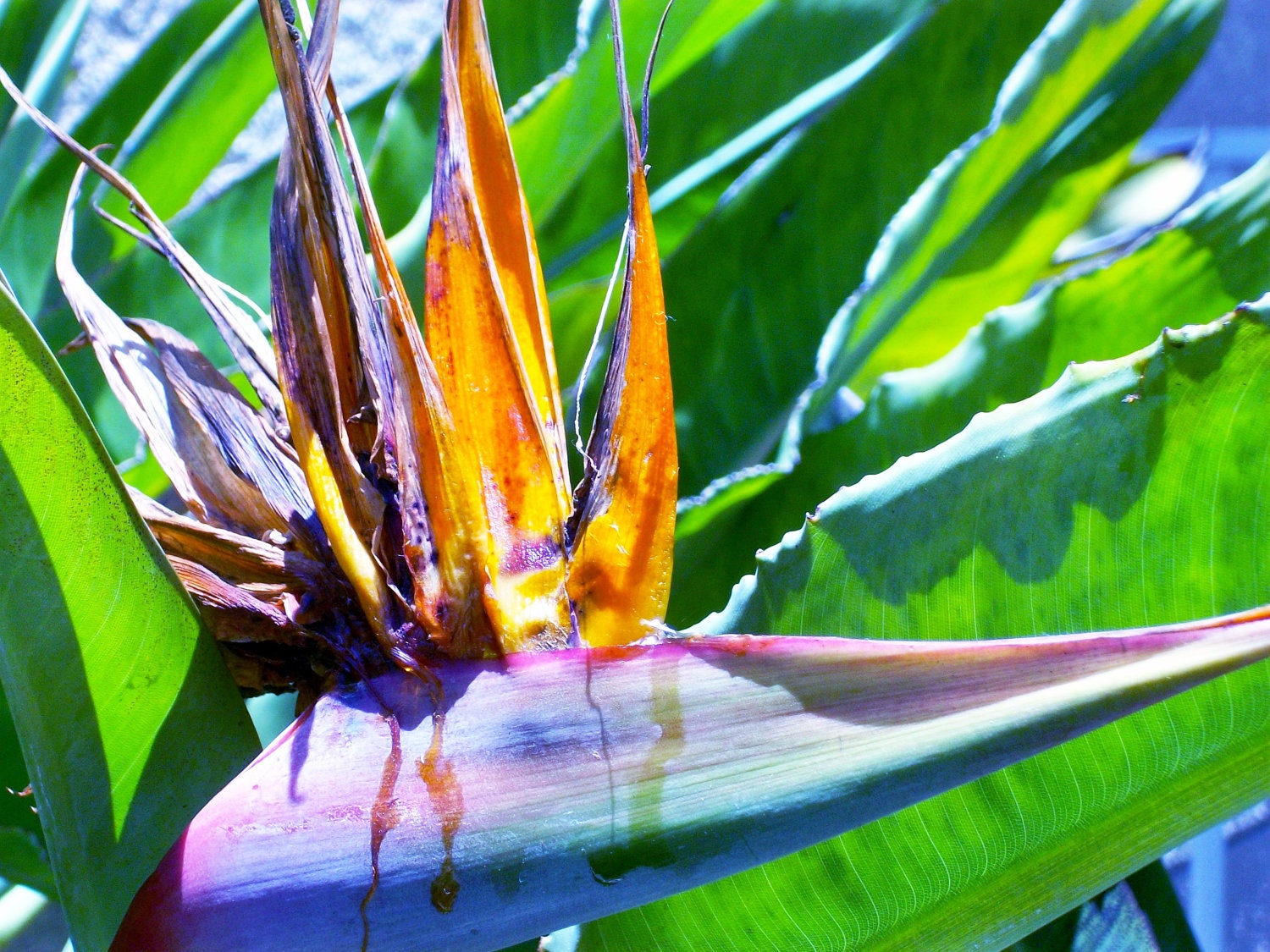 Tropical Flower, 11x14 Print, Colorful, Unique Photo, Affordable Home Decor, Large Wall Art