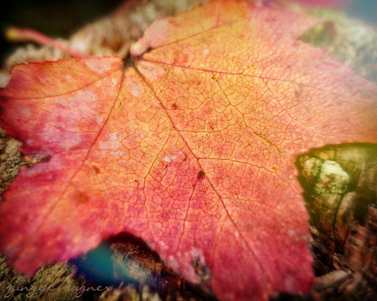 Autumn Nature Photography - Fallen Colors - 8 x 10 fine art print - autumn fall leaf orange yellow gold ttv wall art home decor