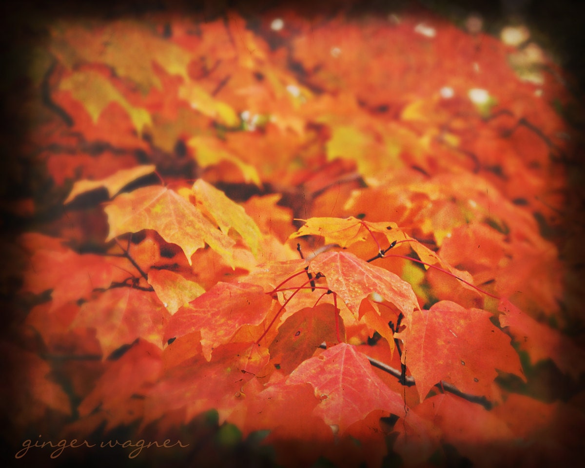 Autumn Nature Photography - Fiery Leaves - 8 x 10 fine art print - autumn fall leaves orange yellow gold ttv black wall art home decor