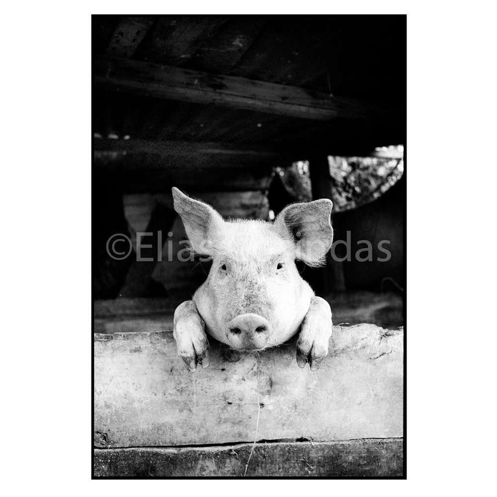 Photography Black & White Piglet Silver Gelatin Fine Art Print 8'x10'/ 20x25 cm Holiday Gift