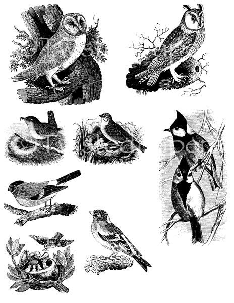 Twisted Papers Vintage Digital Victorian Nature Illustrations, Birds, Owls, Cardinals, Collage Sheet TV900
