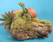 Miniature scene Box Turtle on driftwood diorama scene with succalant plants, moss and frog