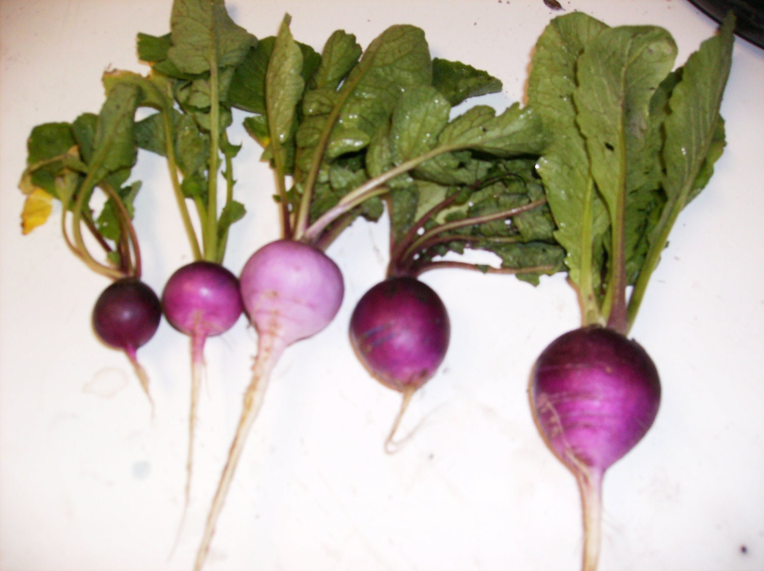 Organic Heirloom Purple Plum Radish Seeds by ShelteringWoodsSeeds