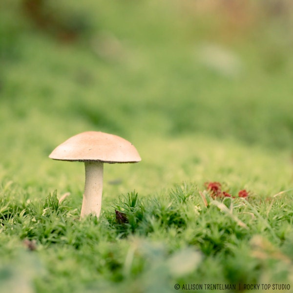 Mushroom Photograph, Nature Photography Print, Mushroom Print, Woodland Art Print, Earthy Art, Fine Art Photo, Forest, Fungi, Woodland Photo