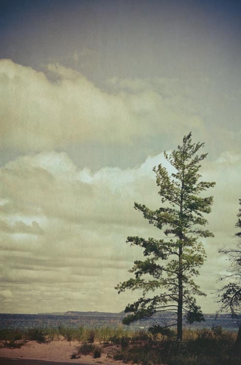 Dreamy tree photograph . Sleeping Bear Dunes beach photography . cottage chic home decor . nature print . 5x7 . Lone Pine