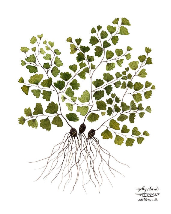 maidenhair fern botanical specimen giclee art print watercolor reproduction
