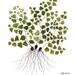 maidenhair fern botanical specimen giclee art print watercolor reproduction