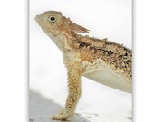 Nature Photography, Desert, Horned Lizard, Reptile Photograph, 5x7