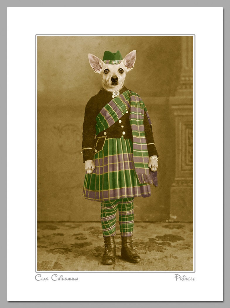 Clan Chihuahua, 11 X 14 matted photograph of a kilt-wearing Chihuahua.