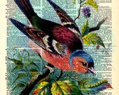 Vintage Dictionary Print - Colorful Rainbow Bird - Vintage Book Art Print - Woodland Natural History Upcycled Book Art