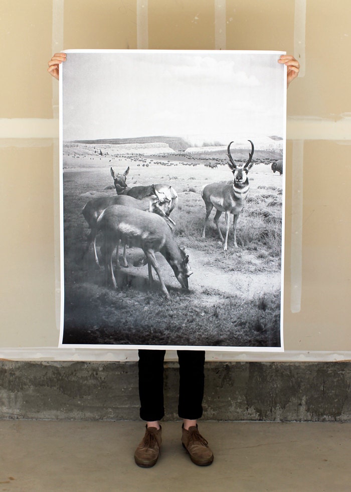 Antelopes - 36x48 Plotter Poster