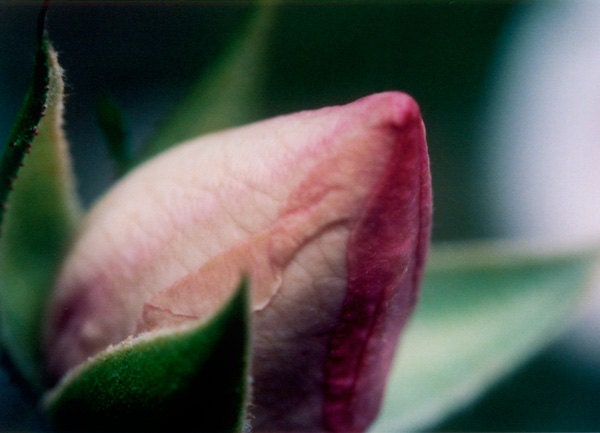 Rose bud photography, 5x7 nature photography print, closeup, light pink, green, romantic flower wall decor