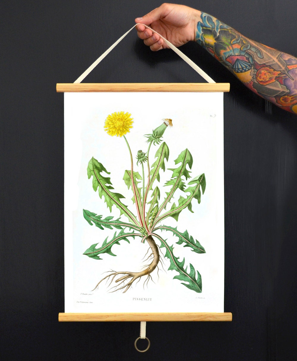 Botanical Dandelion Pull Down Chart Reproduction. Vintage Science Plate Print. - CP0617DCV