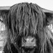 Highland Cattle 23 - Fine Art Photography - Highland Cow - Nature Photography - 7x5 Print