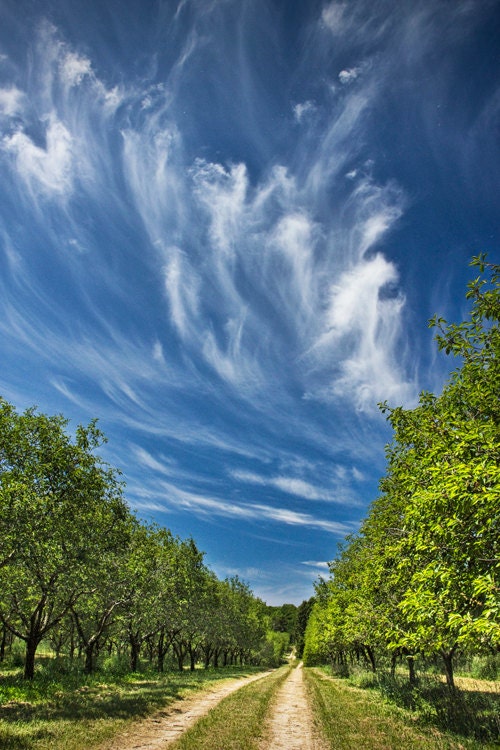 Fruit Orchard with Cirrus Clouds near Silver Lake in Michigan No.372
