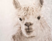 Alpaca 8x10 photography, animal photography magical alpaca winter