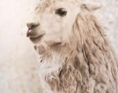 Alpaca 8x10 photograph animal photography magical winter scene