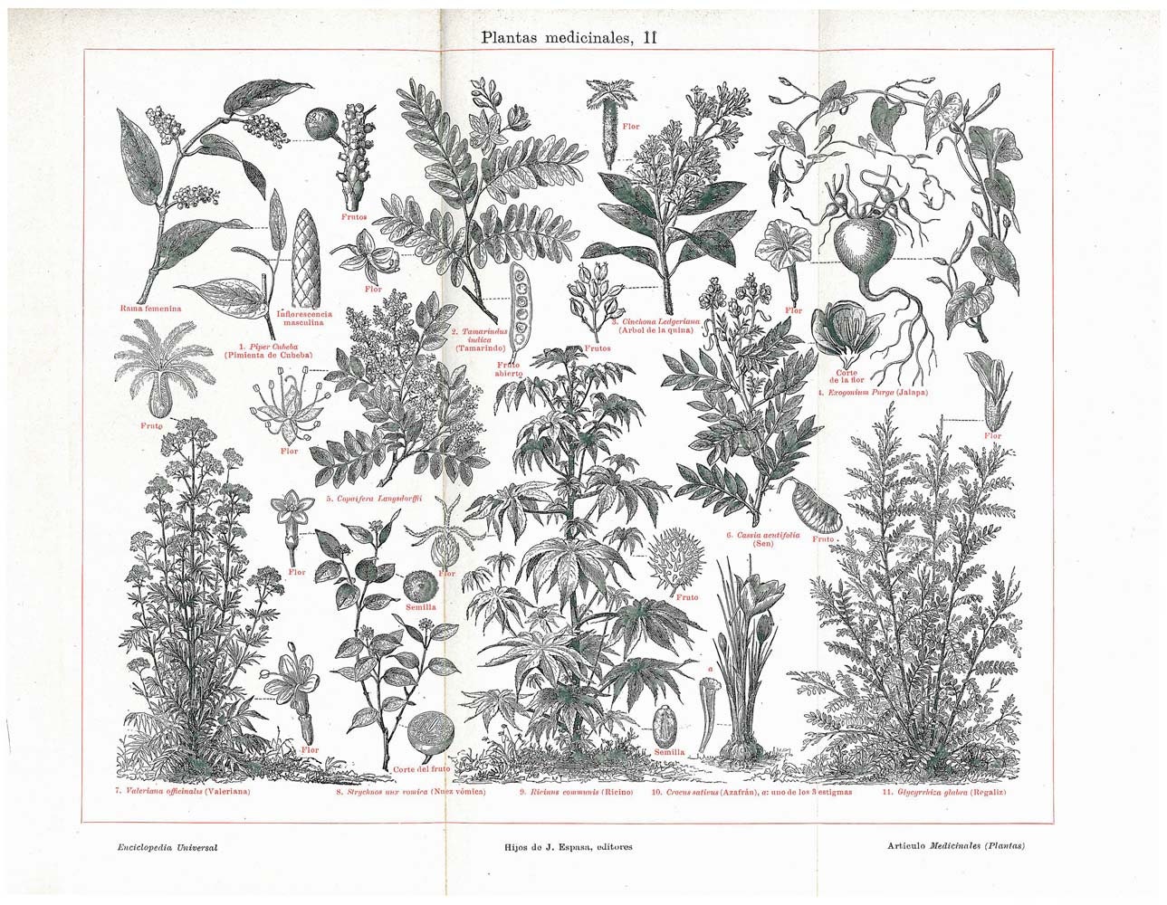 Medicinal Plants Engraving Vintage Botanical Print Herbalism  Saffron Valerian