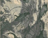 1883 Beetles Antique Engraving Brehm