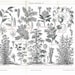 Medicinal Plants Engraving Vintage Botanical Print Herbalism  Saffron Valerian