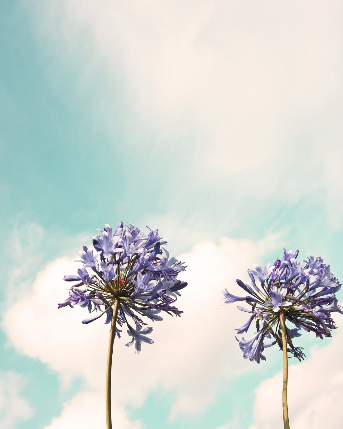 Reach for the Sky - Purple Flowers and Robin's Egg Sky - 8 x 10 Fine Art Photo