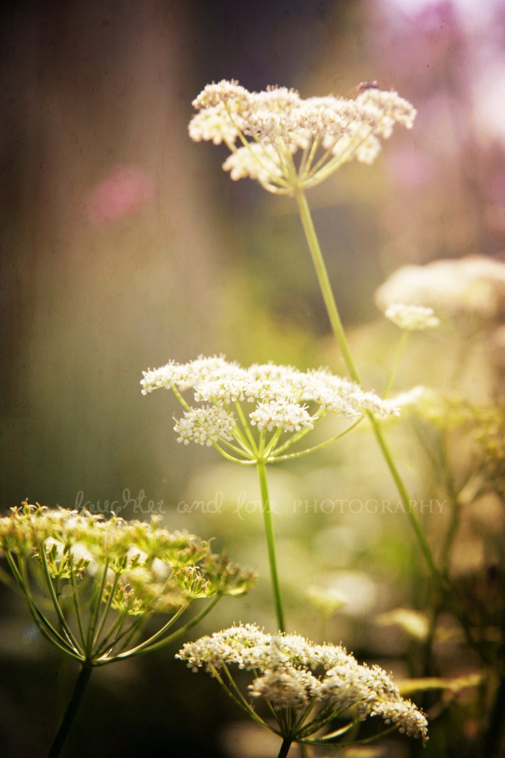 Queen Anne's Lace (2) 8x12 Fine Art Photography Shabby Chic Wild Carrot White Pink Purple Green Flower Spring Cottage Home Decor Wall Art