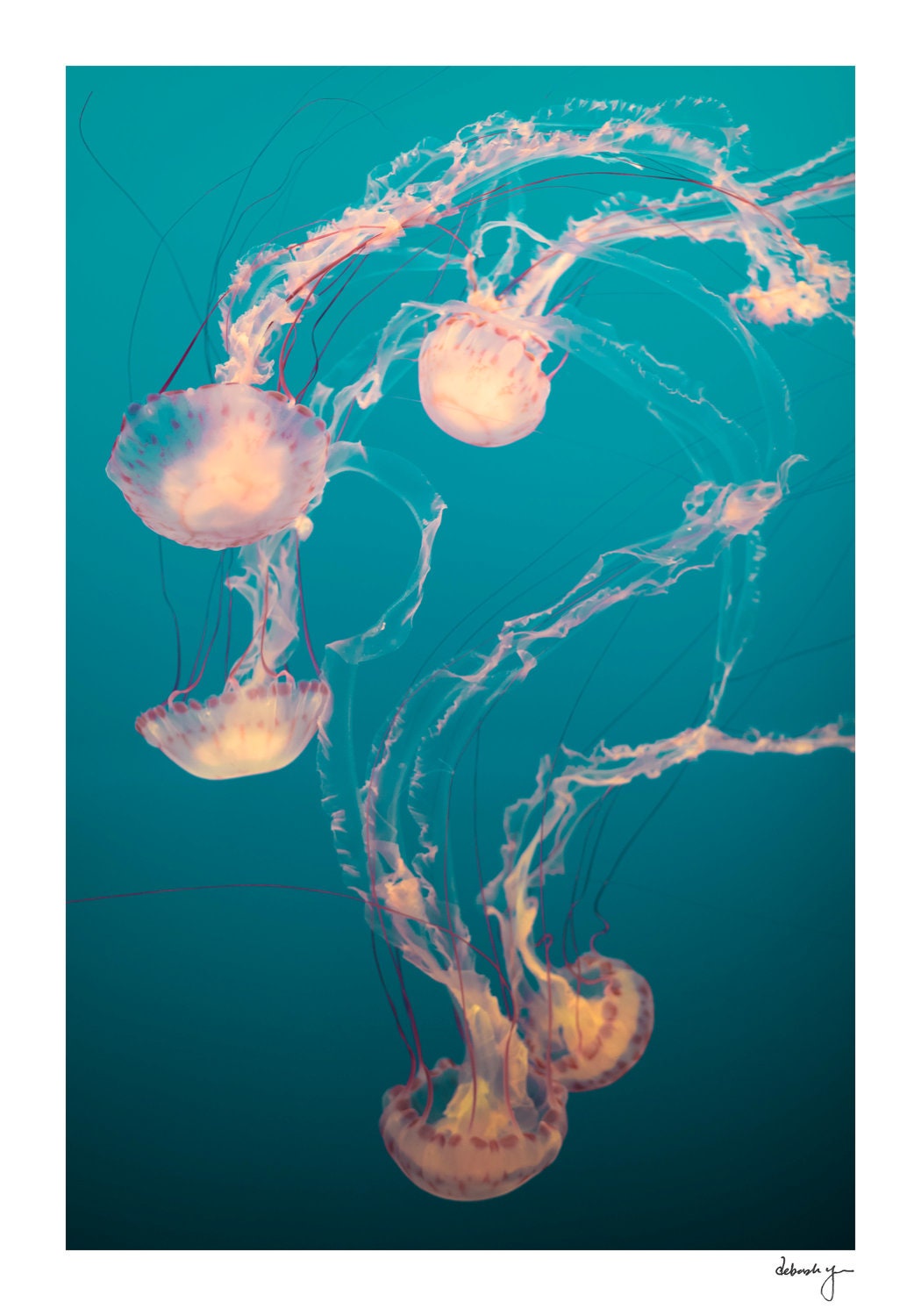 Jellyfish Photo, Turquoise, Sea Life, Pink, Orange, Yellow, Teal, Blue, Green, Jelly, Fish, Aquatic Art Prints, Seaside, Underwater Flames
