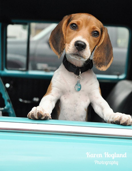 Beagle in a Bel Air - blank cards - set of 5