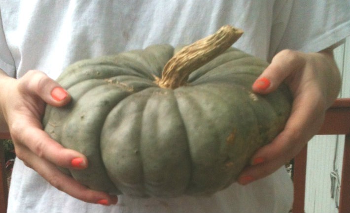 Heirloom Jarrahdale Greenish Blue Pumpkin  - 12 Seeds - Michigan Grown and Organic