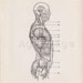 Vintage Anatomy Print, Human Illustration Chart, Medial Drawing, Muscles of the Trunk, Plate 35 Series 1