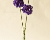 Alliums made from Book Pages - Set of Three Pom Poms in CHOICE OF COLOR - Paper Flowers for Your Home Decor