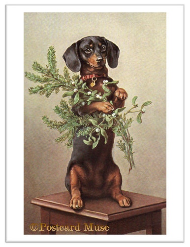 Dachshund With Mistletoe Vintage Postcard Image Greeting Card CH039